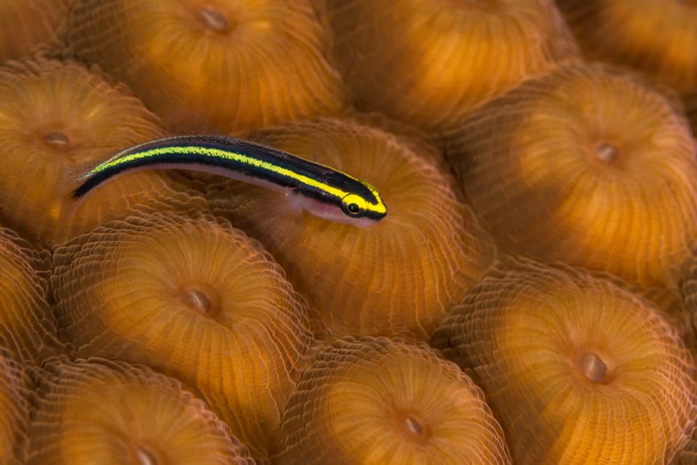 Yellow Line Goby