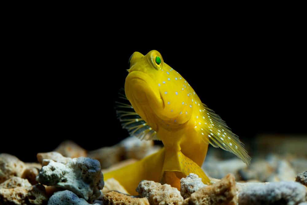 Yellow Watchman Goby