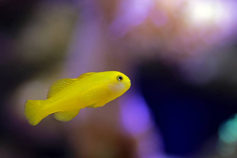 Yellow clown coral goby isolated in aquarium