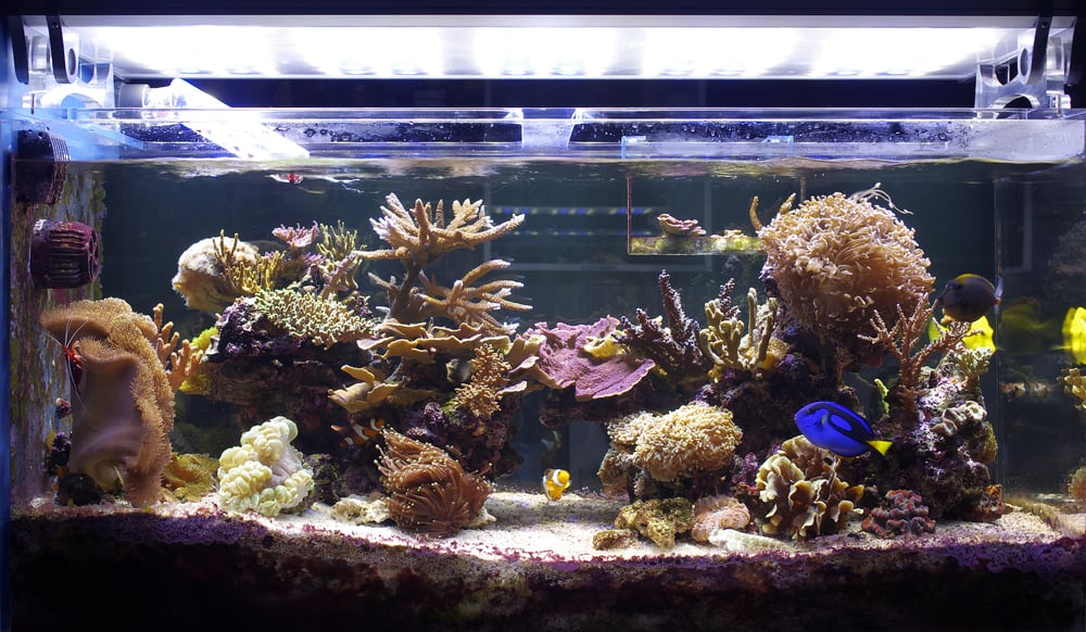 aquarium coral, reef tank