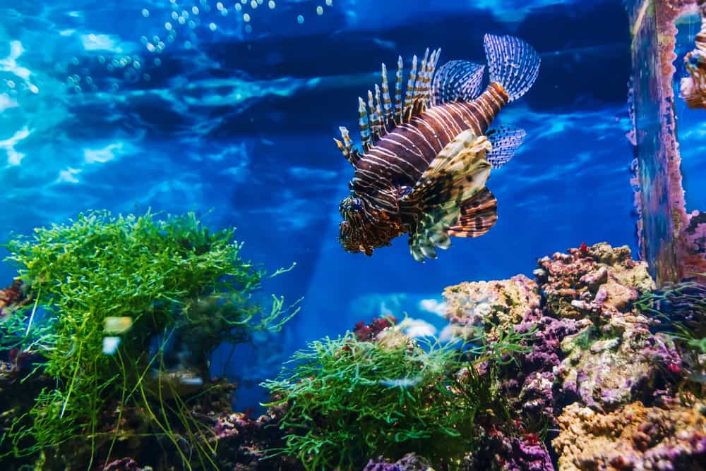 beautiful exotic fish red lionfish