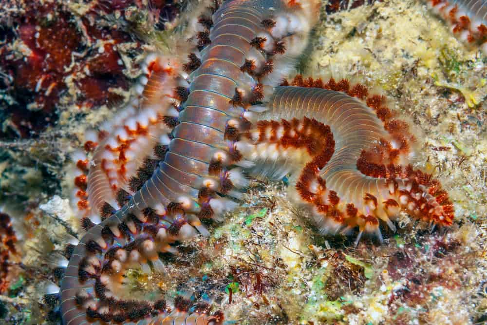 bristle worms or sea mice