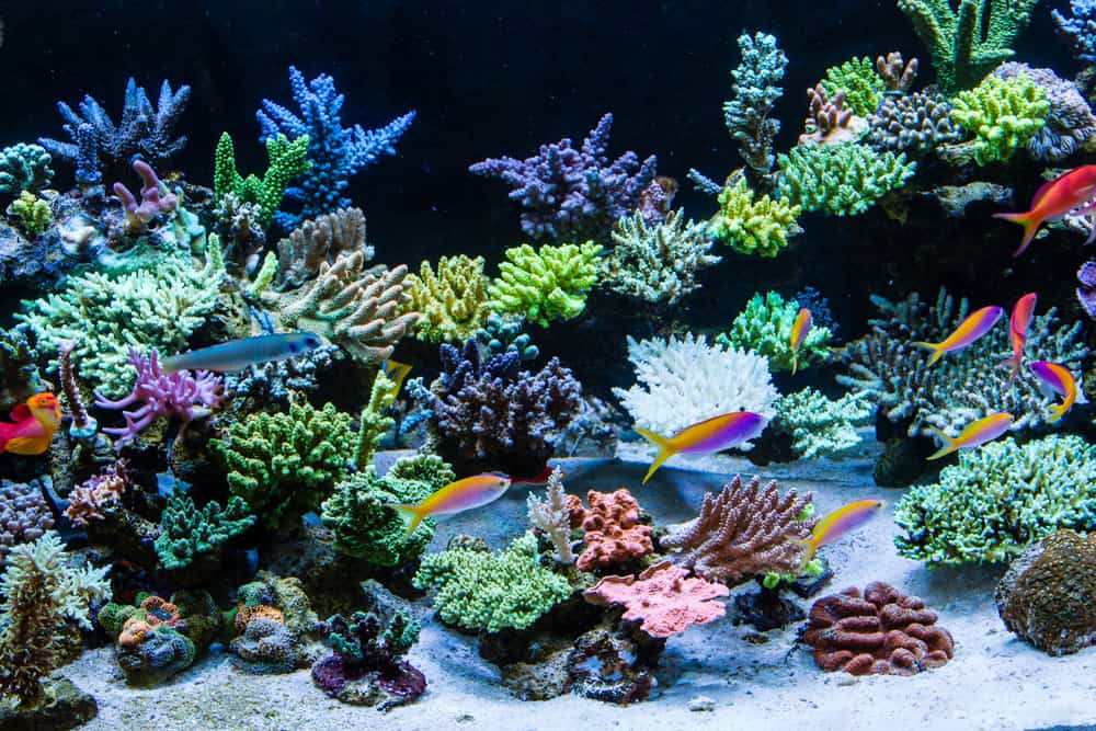 corals and Schooling of anthais in sps tank