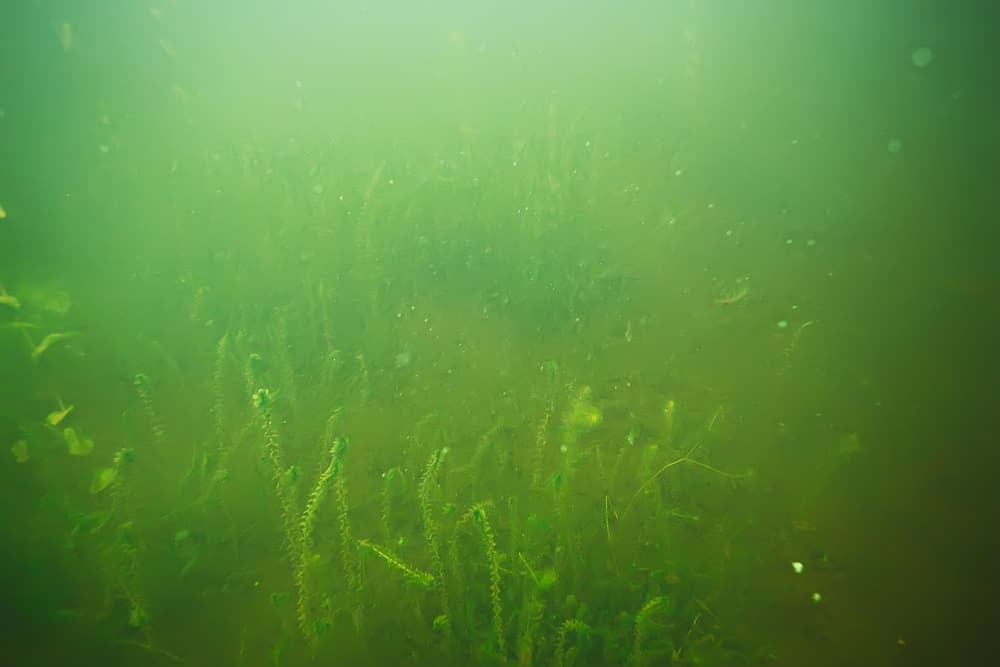 green grass underwater