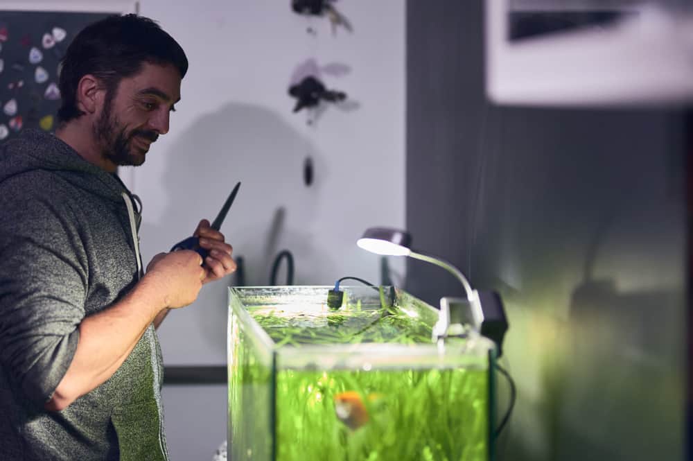 man looking at his aquarium with pruning scissors