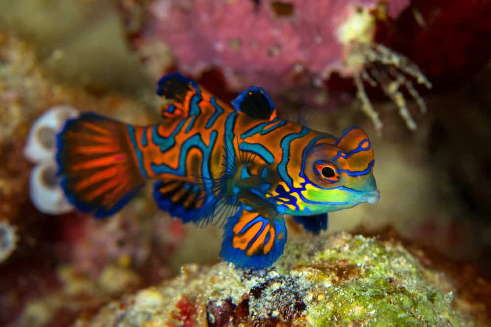 Mandarinfish,Or,Mandarin,Dragonet,(,Synchiropus,Splendidus,),Is,Close-up