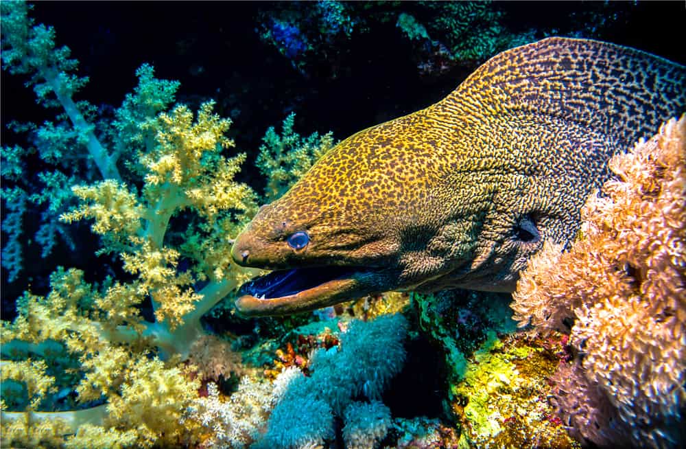 moray eel closeup