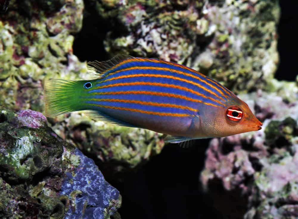 six line wrasse