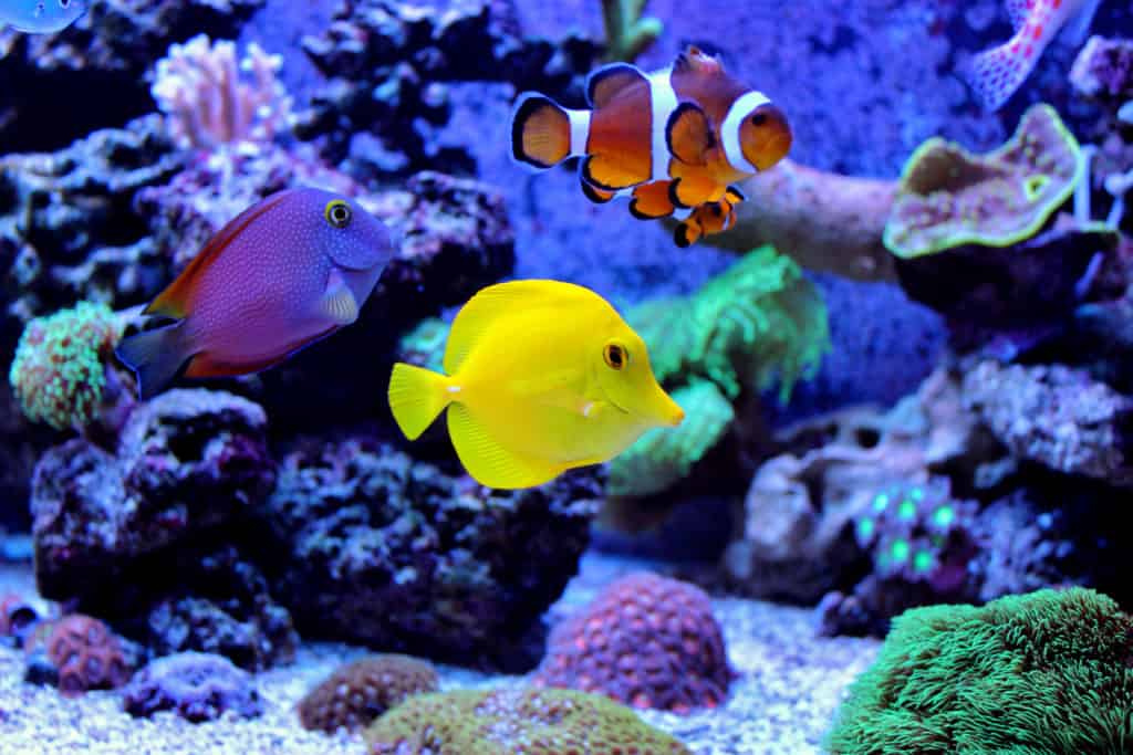 yellow tang