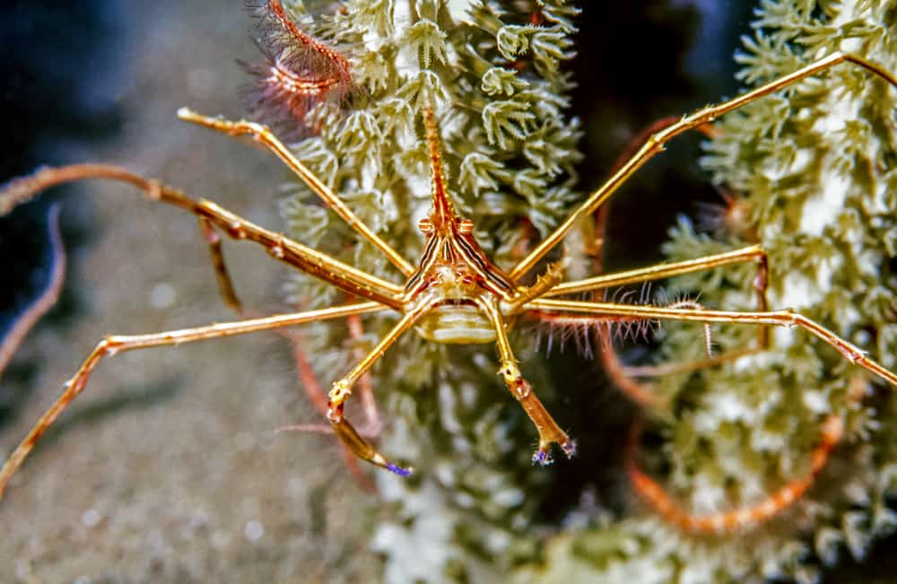 yellowline arrow crab