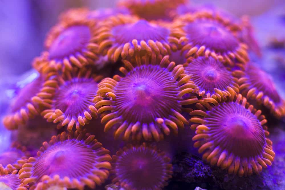 zoanthus coral