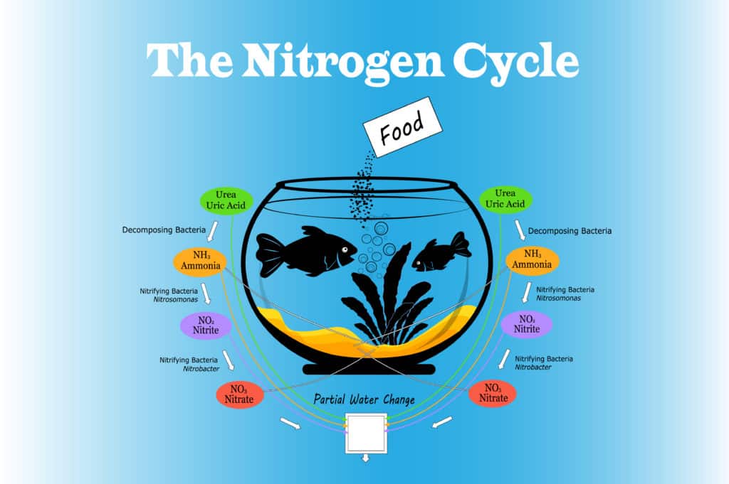 Aquarium nitrogen cycle