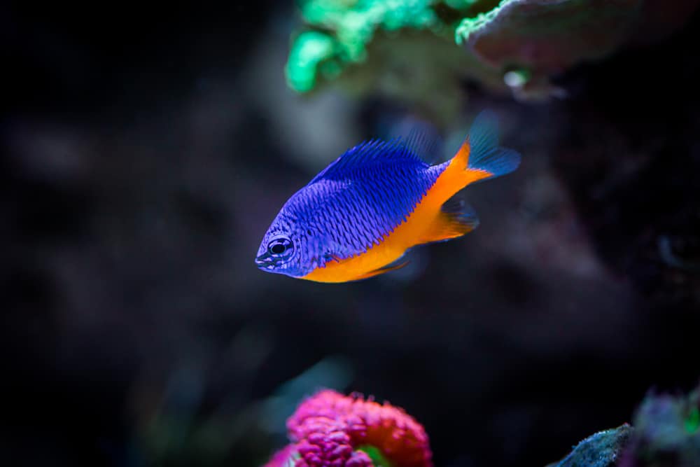 Azure Damselfish