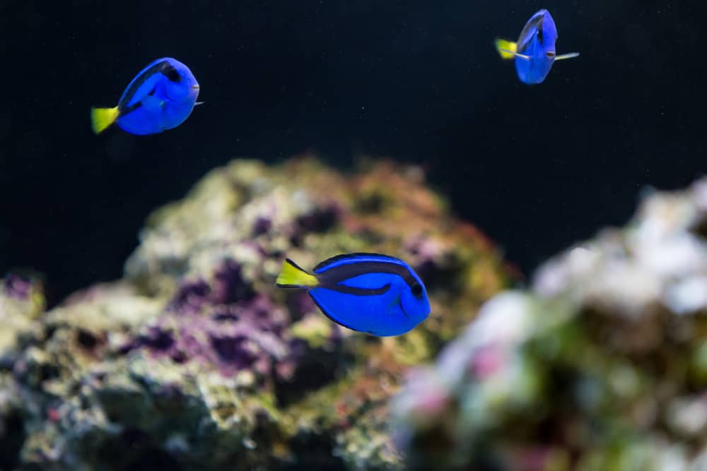 Blue Hippo Tang fish with coral