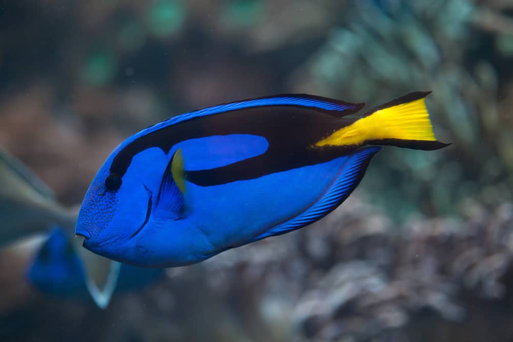 Blue surgeonfish (Paracanthurus hepatus), also known as the blue tang