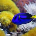 Blue tang (Paracanthurus hepatus)