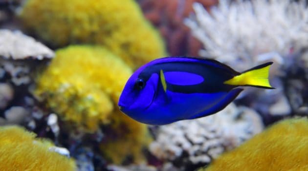 Blue tang (Paracanthurus hepatus)