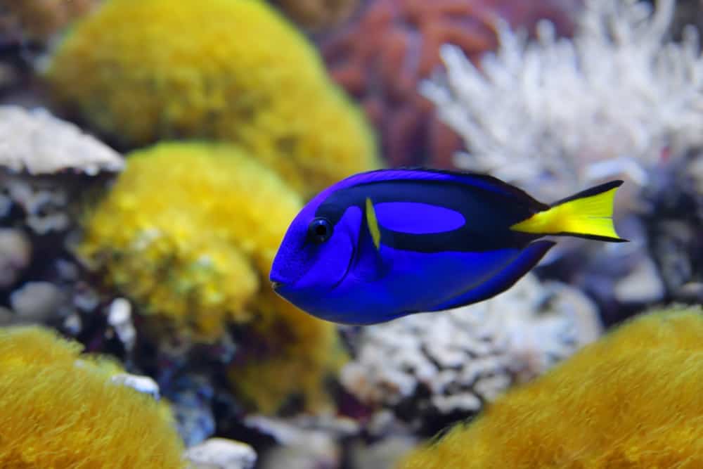 Blue tang (Paracanthurus hepatus)