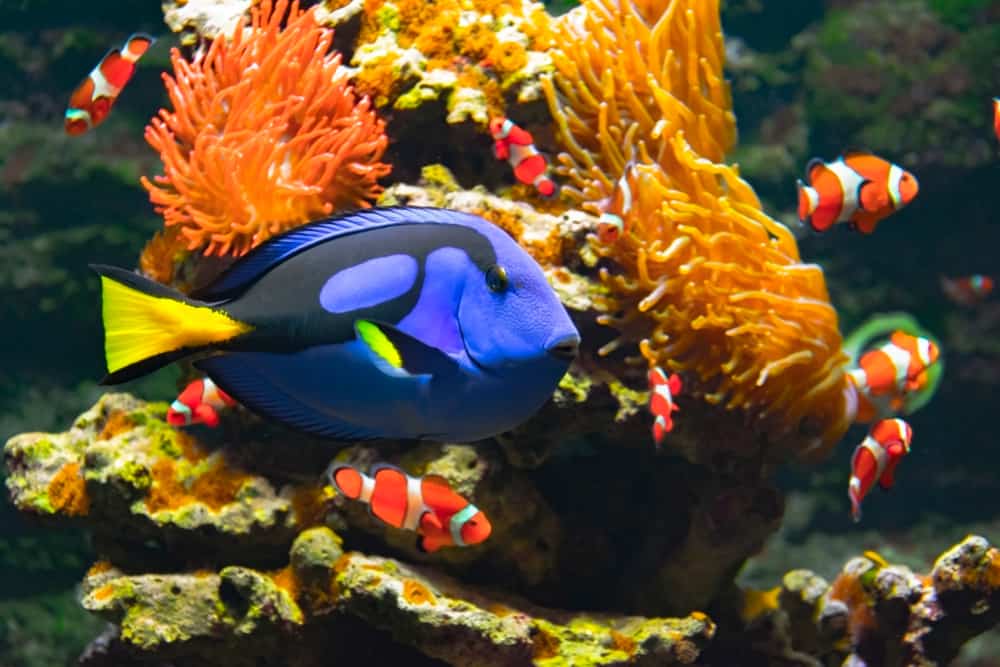 Blue tang fish, percula clownfishes and cay