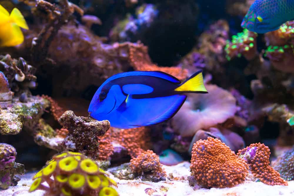 Blue tang in Home Coral reef aquarium