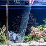 Cleaning of gravel in a freshwater aquarium