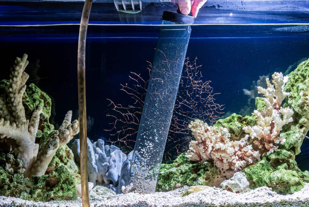 Cleaning of gravel in a freshwater aquarium