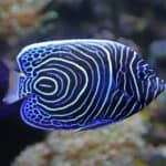 Close-up view of a Juvenile Emperor angelfish