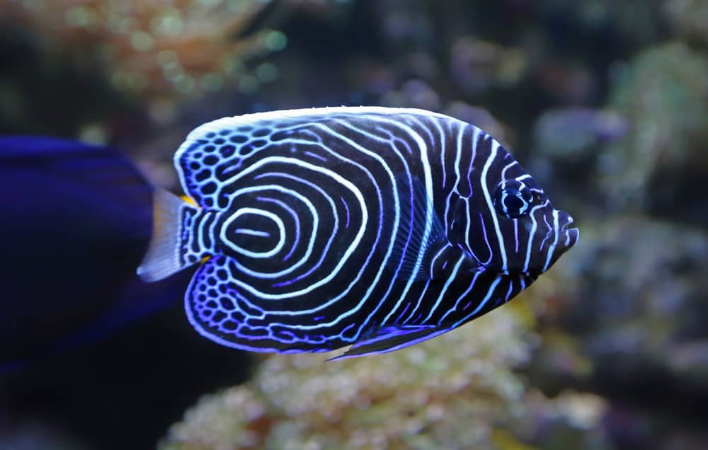 Are Emperor Angelfish Reef Safe? (Everything To Know)