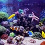 Coral reef aquarium