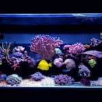 Coral reef aquarium tank scene