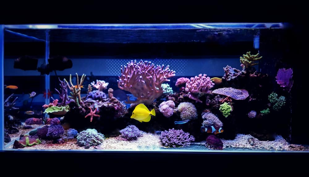 Coral reef aquarium tank scene