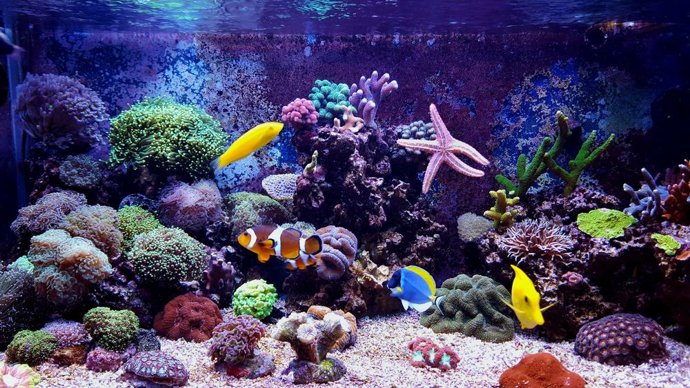 Coral reef aquarium