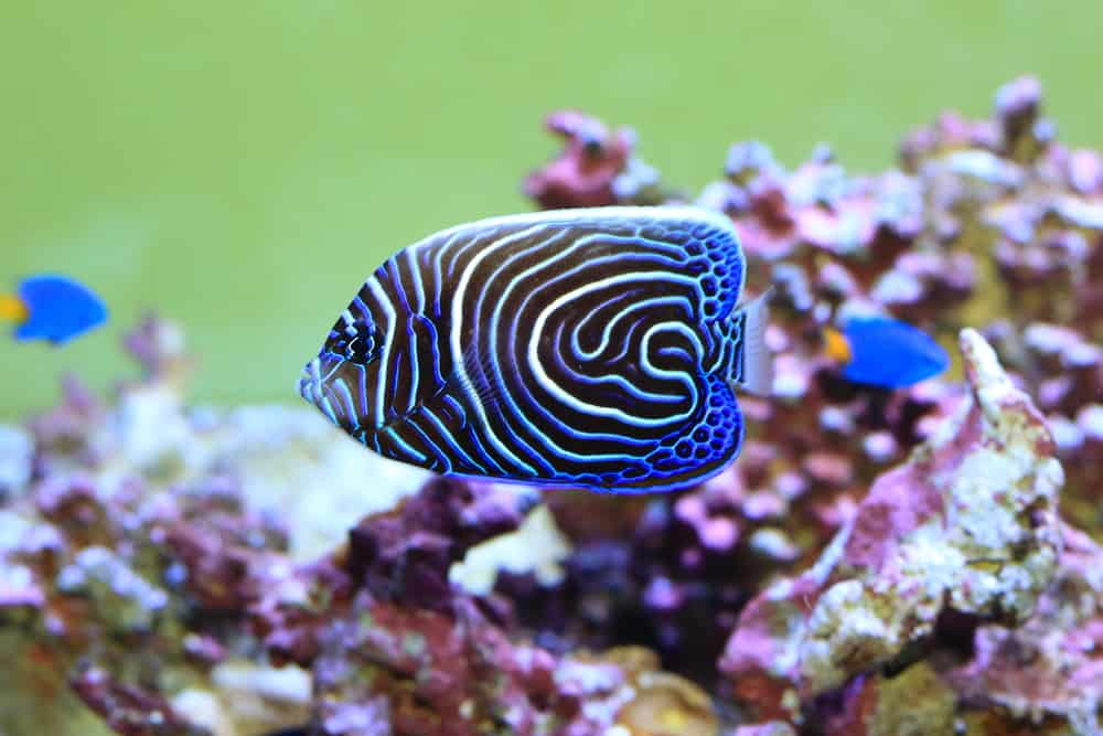 Emperor angelfish (Pomacanthus imperator) young fish