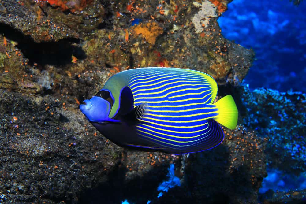 Emperor angelfish (Pomacanthus imperator)