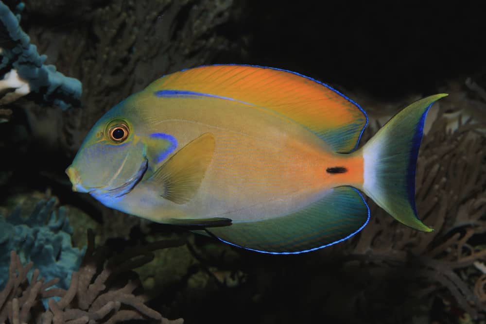 Fowler's surgeonfish