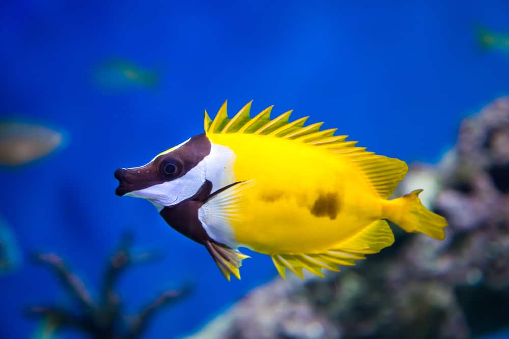 Foxface rabbitfish