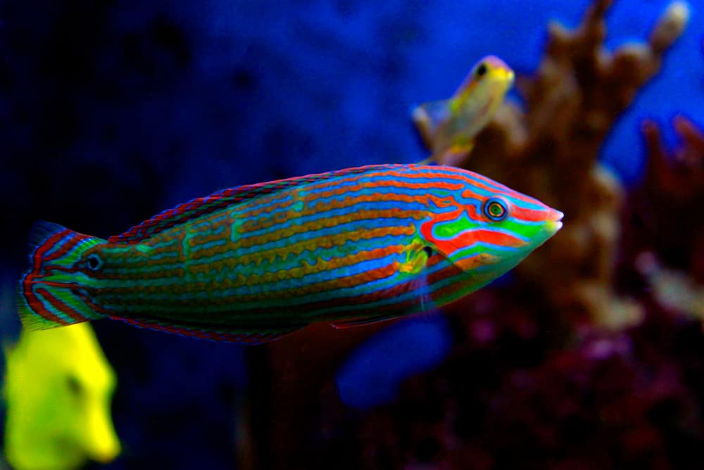 Hoeven's Wrasse (Halichoeres melanurus)