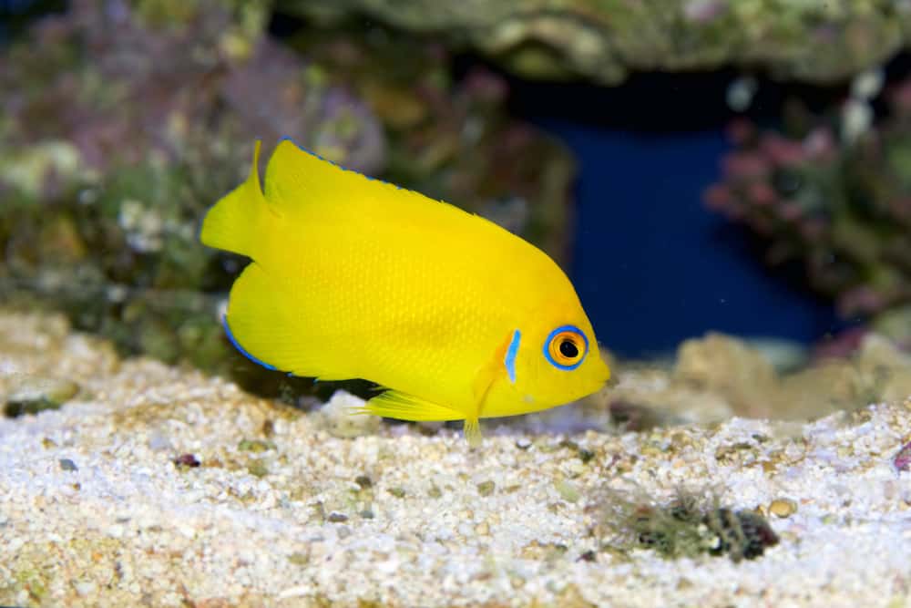 Lemonpeel Angelfish