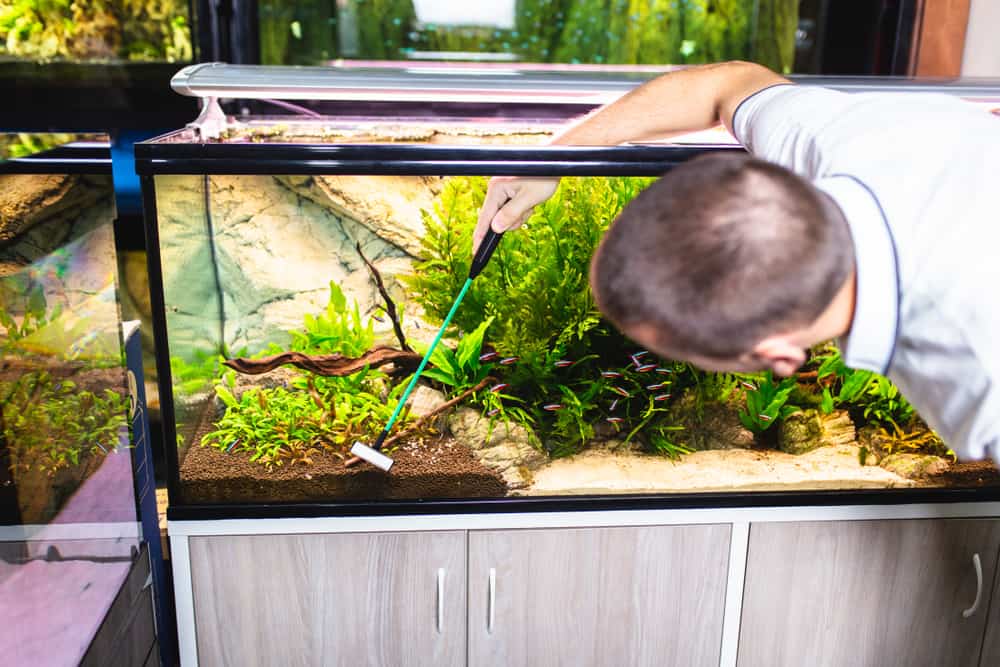 Male worker in aquarium shop cleaning fish tanks