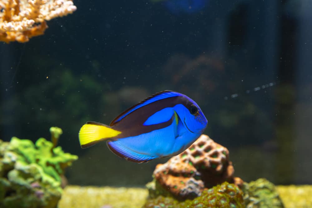 Paracanthurus hepatus - Blue tang in reef aquarium