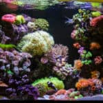 Photo of a coral colony