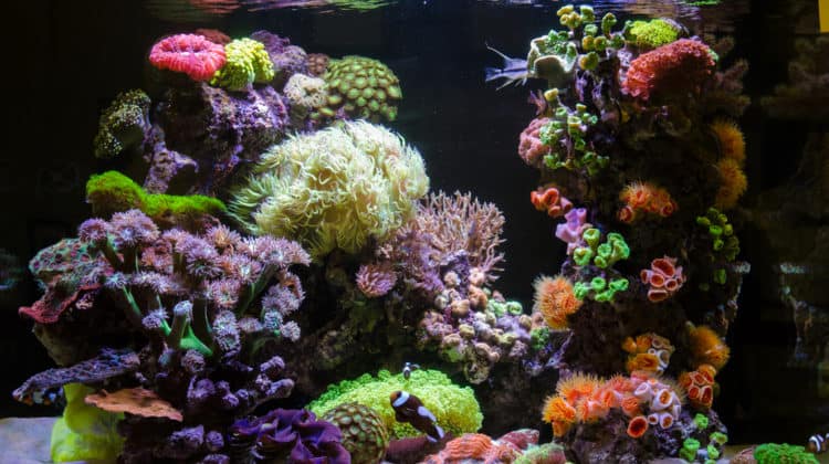 Photo of a coral colony