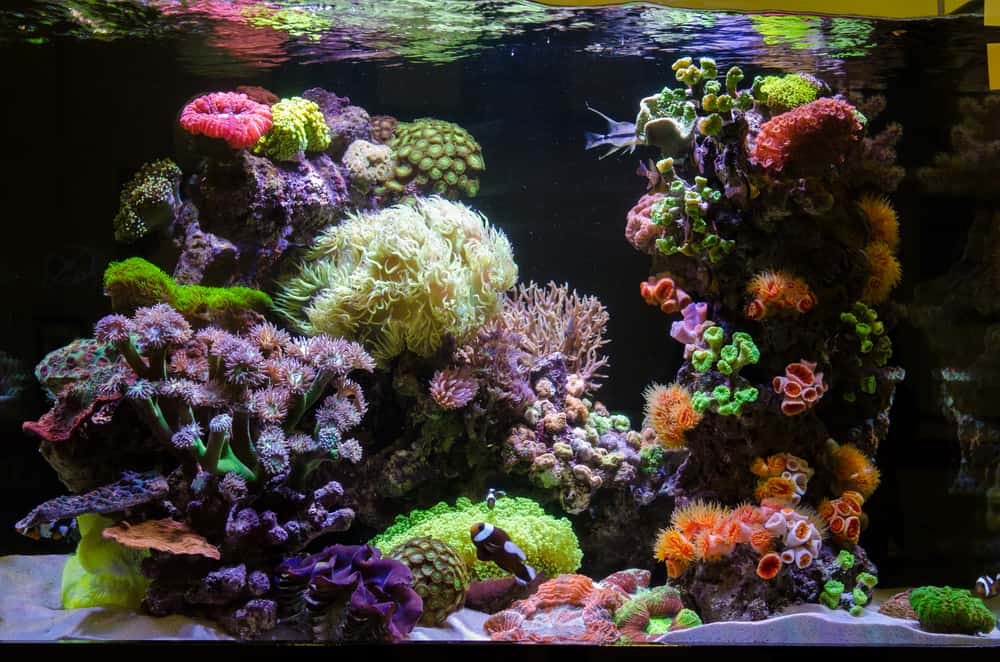 Photo of a coral colony