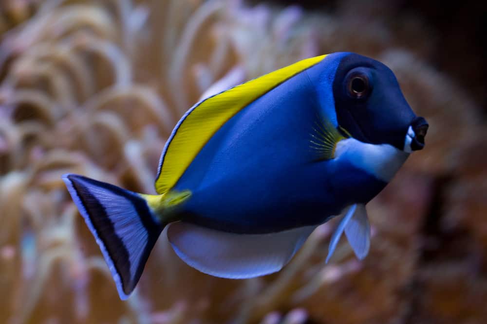 Powder blue tang