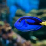 Royal blue regal tang fish