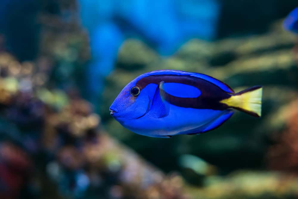 Royal blue regal tang fish