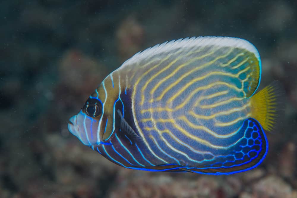 The emperor angelfish