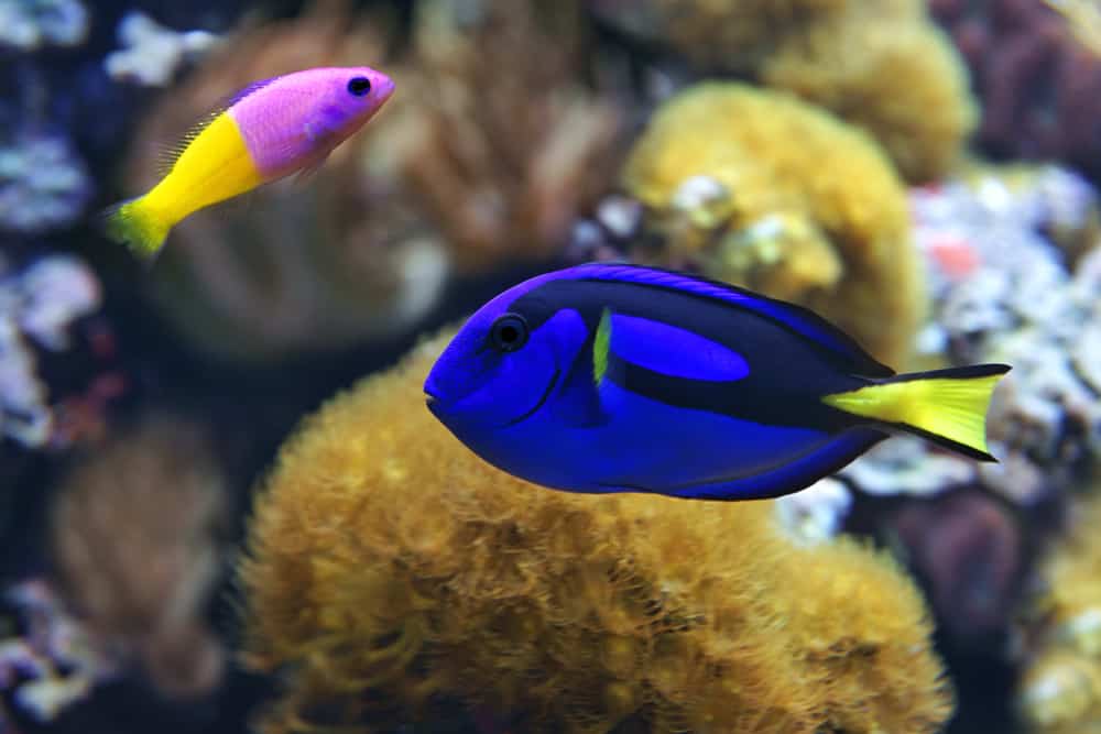 blue tang and Bicolor Dottyback.