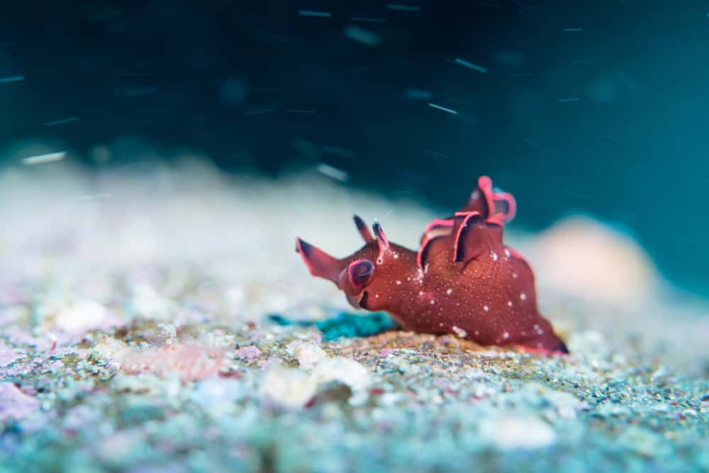 sea hare